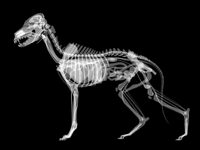 犬の骨格図