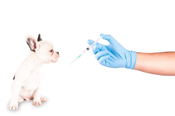 dog injection