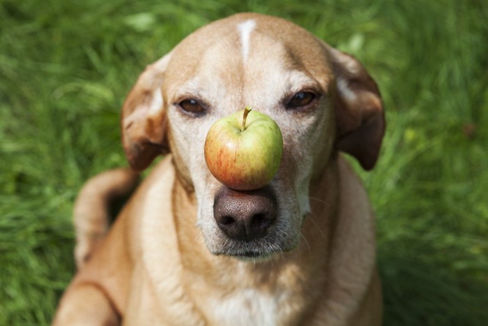 りんごをマズルに乗せた犬
