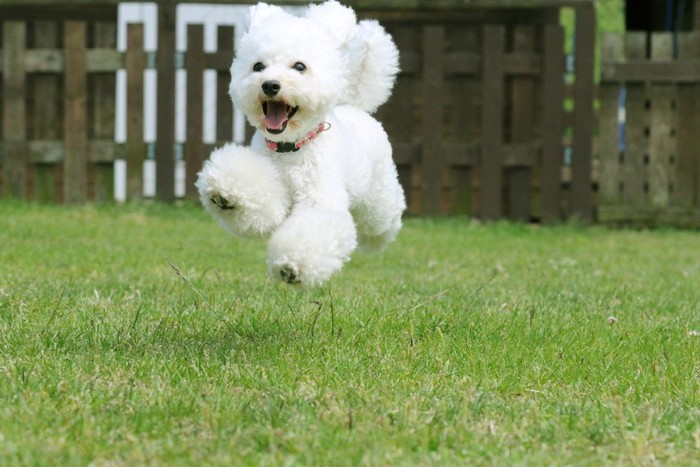 ジャンプする白い犬
