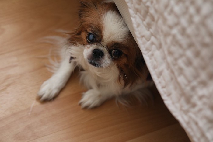 怯えてソファーの下に隠れる犬