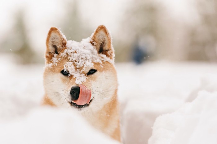 雪の中から顔を出す柴犬