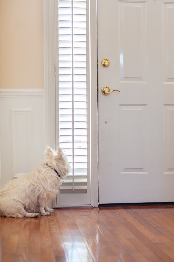 ドアを見つめる犬