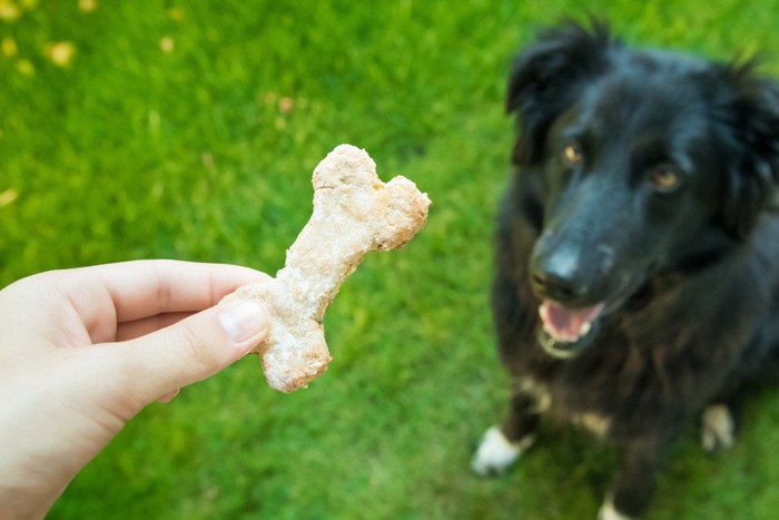 犬とクッキー