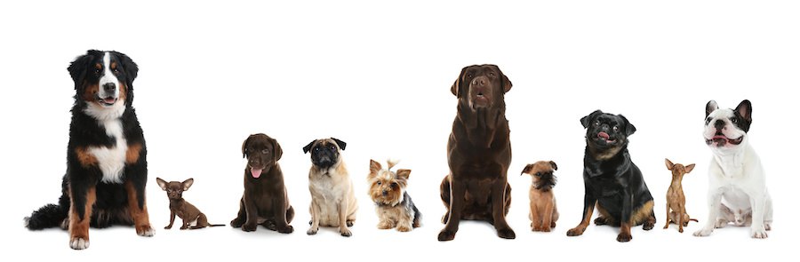 横一列に並んで座る様々な種類の犬たち
