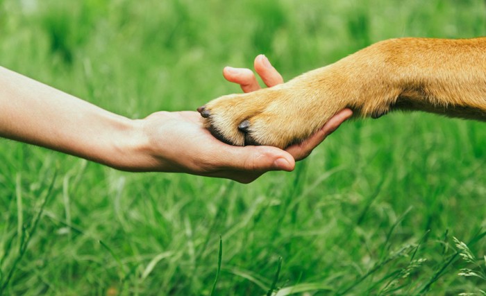 人間の手と犬の手の握手 