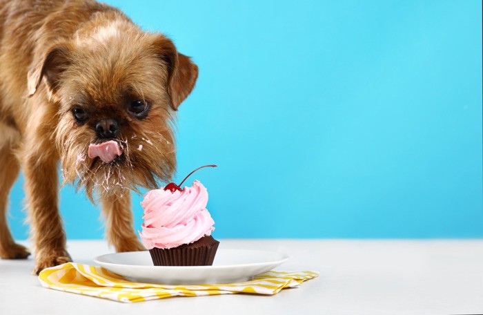 ケーキを食べる犬
