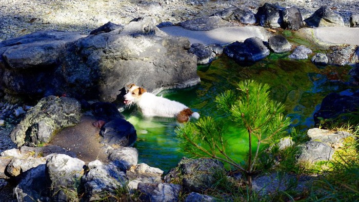 岩に囲まれた温泉に入る犬