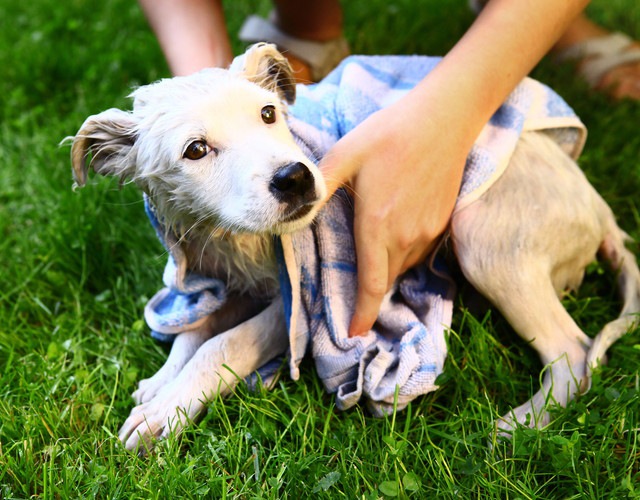 タオルで拭かれている犬