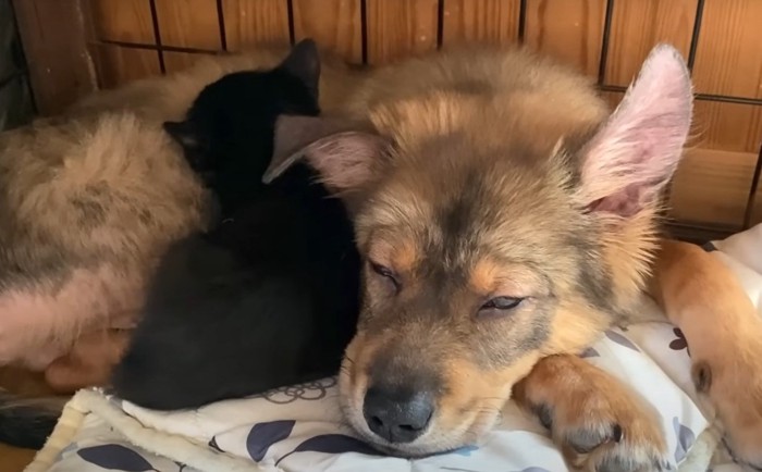 眠る黒猫と子犬