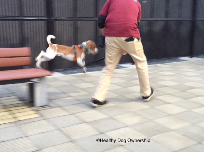 トレーニングをしている犬と人