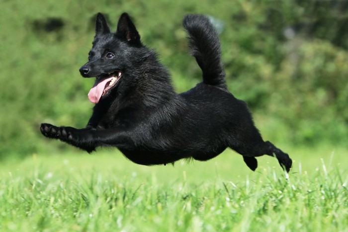 飛ぶようにダッシュする黒い犬