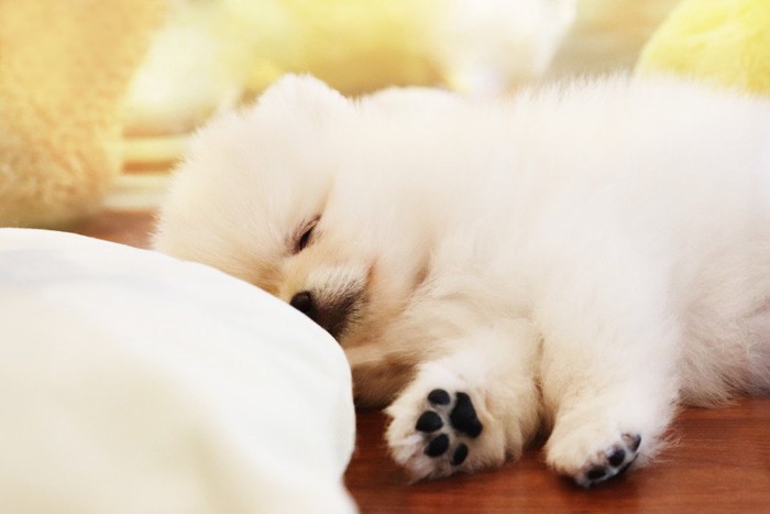 眠るポメラニアンの子犬と肉球
