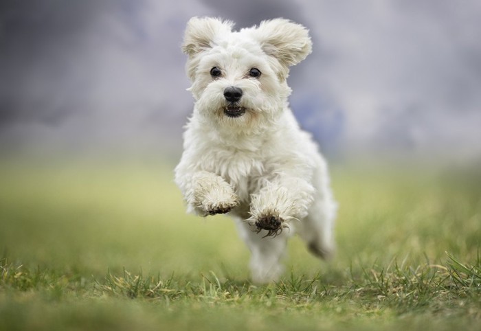 芝生を走る白い小型犬