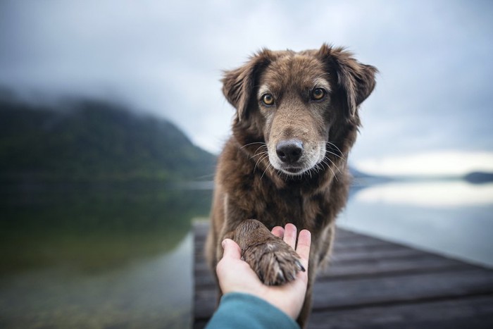 握手する人と犬