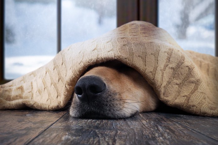 冬の室内で毛布を被る犬