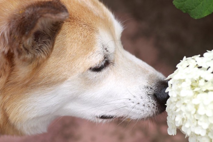 紫陽花の匂いを嗅ぐ犬