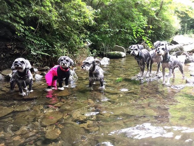 川と多数の犬