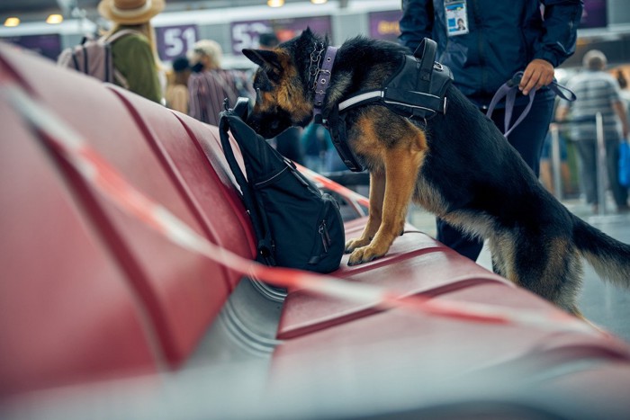 空港で働く探知犬