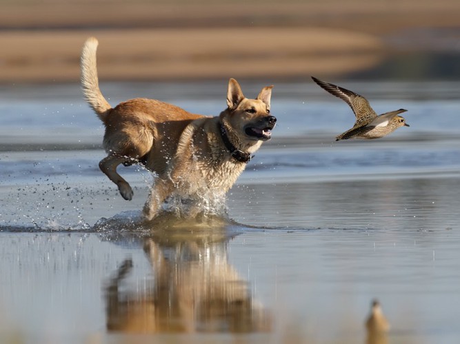水辺で鳥を追いかけている犬