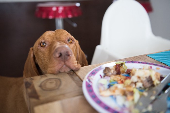 テーブルの上の食べ物を見つめる犬