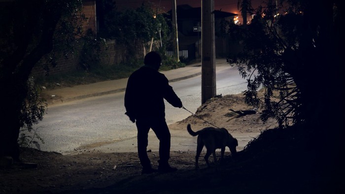 夜散歩する犬