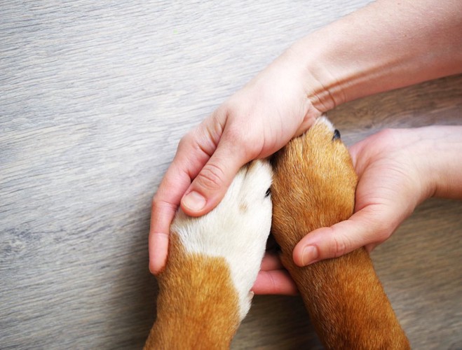人の手と犬の前足
