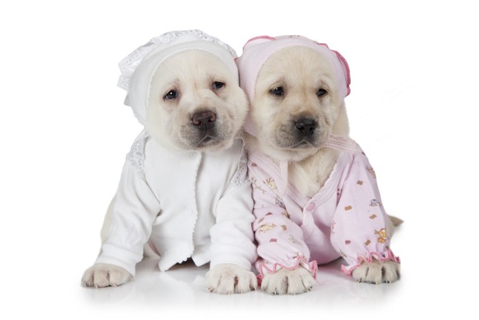 パジャマを着た二匹の子犬