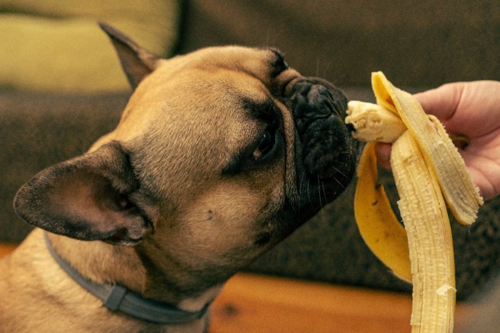 バナナを食べる犬