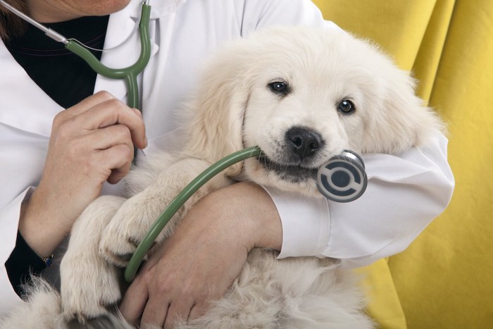 獣医師に抱かれて聴診器を咥える子犬