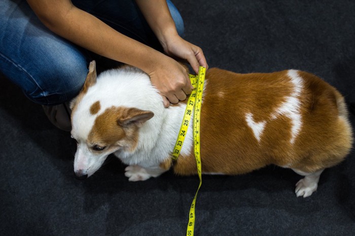 胸囲を測られる肥満犬