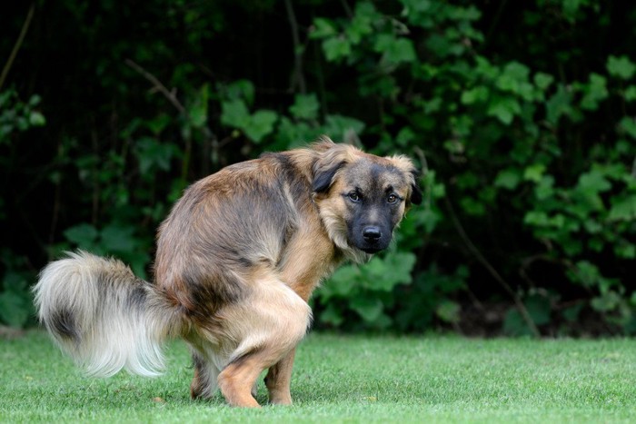 芝生でトイレ中の垂れ耳の犬