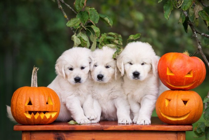 犬達とランタンかぼちゃ