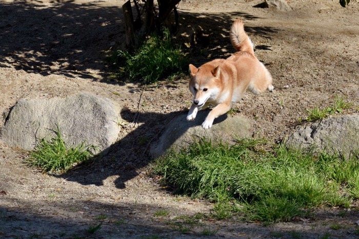 ジャンプしている柴犬