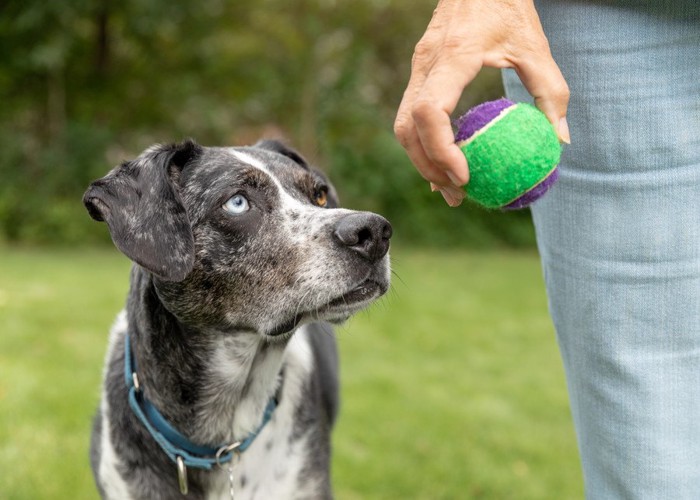 飼い主が持つボールを見つめる犬