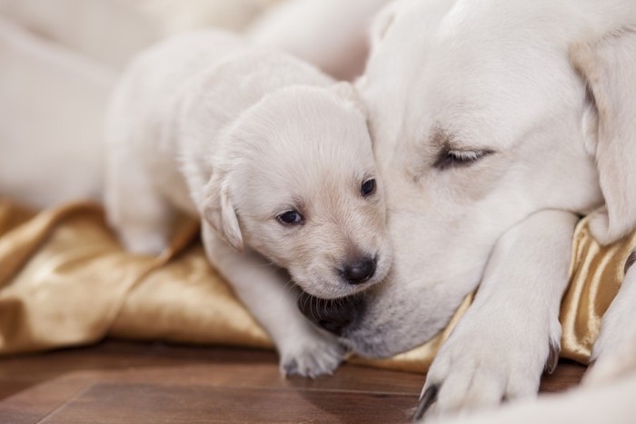 白い母犬と1匹の子犬