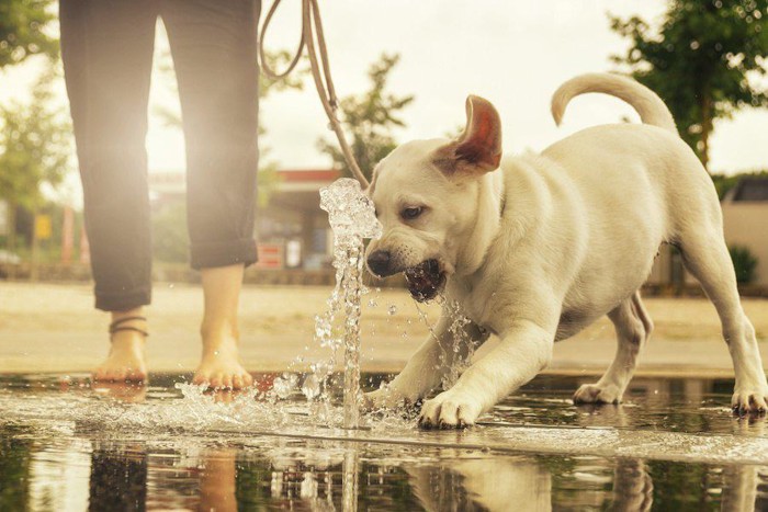 小さな噴水とラブラドールレトリバーの子犬