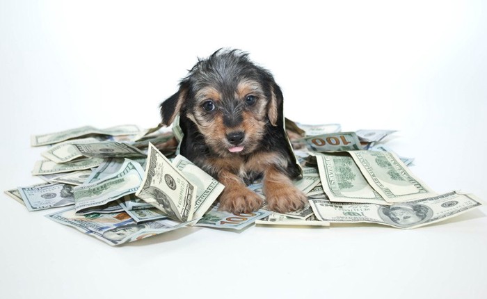 子犬とお金