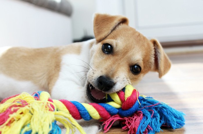 ロープ状のオモチャで遊ぶ子犬