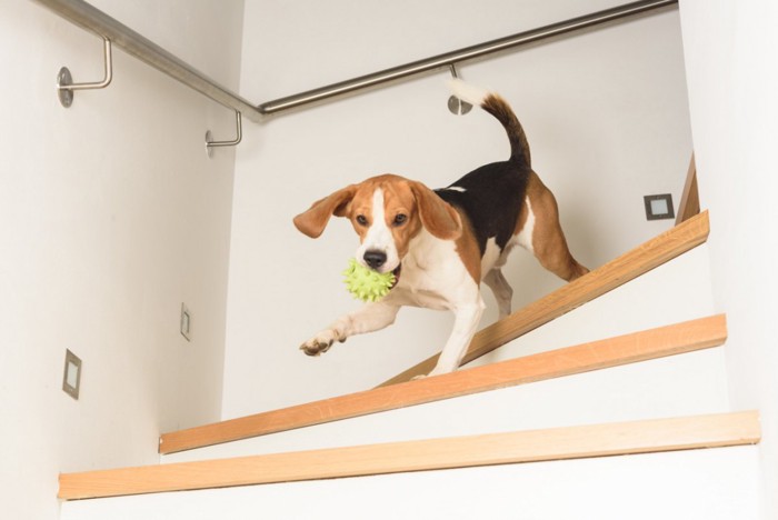 階段を全力疾走する犬