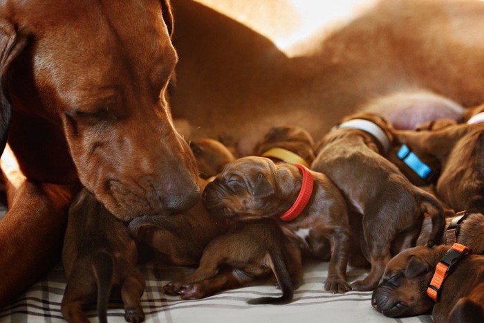 生まれたばかりのたくさんの子犬の世話をする母犬