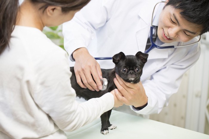 子犬を笑顔で診察する獣医師