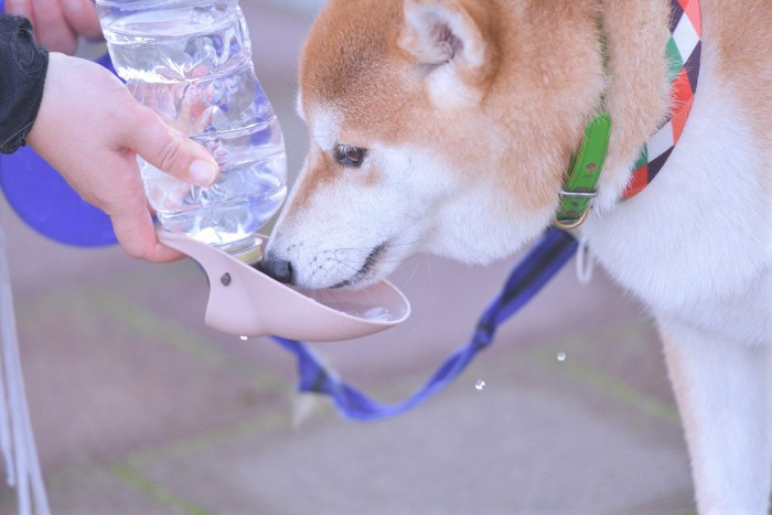 水分補給をする犬