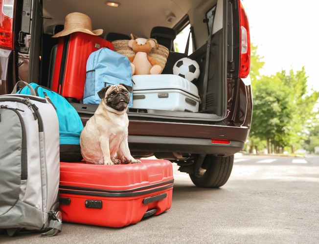 車に積んだ荷物とトランクに座る犬
