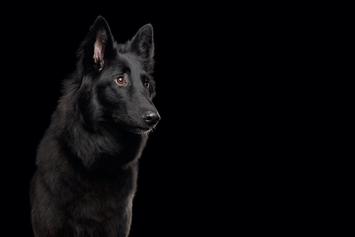 暗闇の中で真剣な眼差しの黒い犬