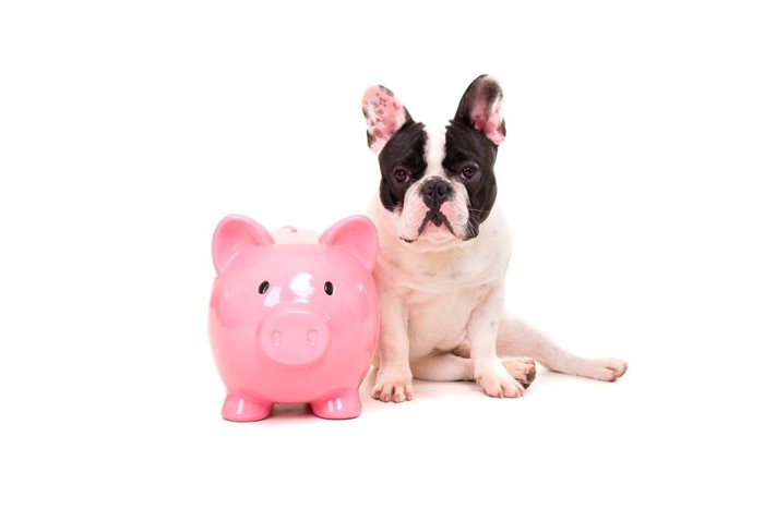 貯金箱お金と犬