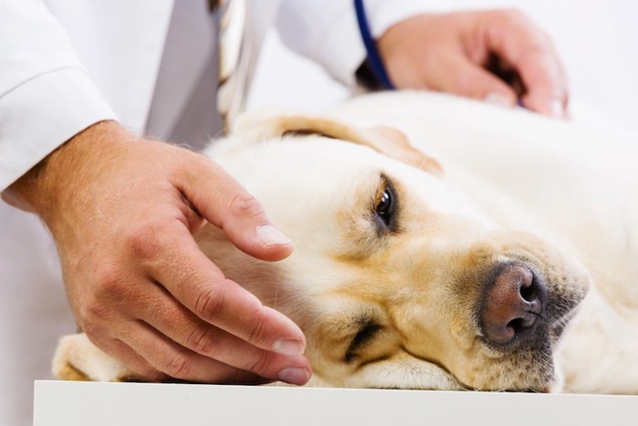 横になって獣医師の診察を受ける犬
