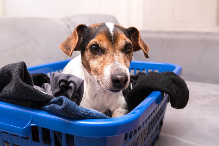洗濯物と犬
