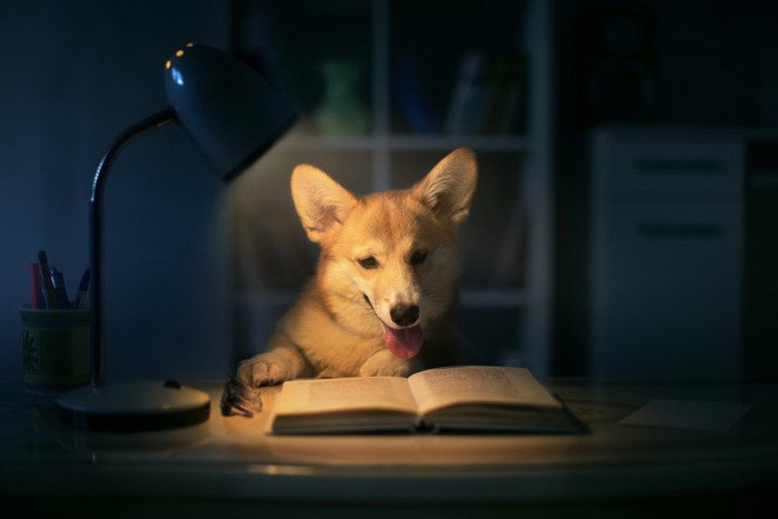 勉強をする犬