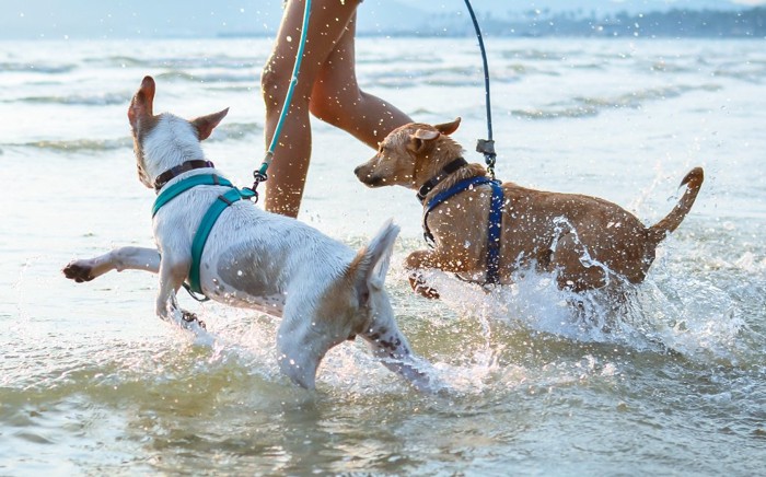 海で遊んでいる犬たち